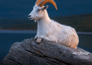 Tuổi 1991: Câu chuyện cuộc đời, tình duyên, sự nghiệp và tài lộc qua từng giai đoạn