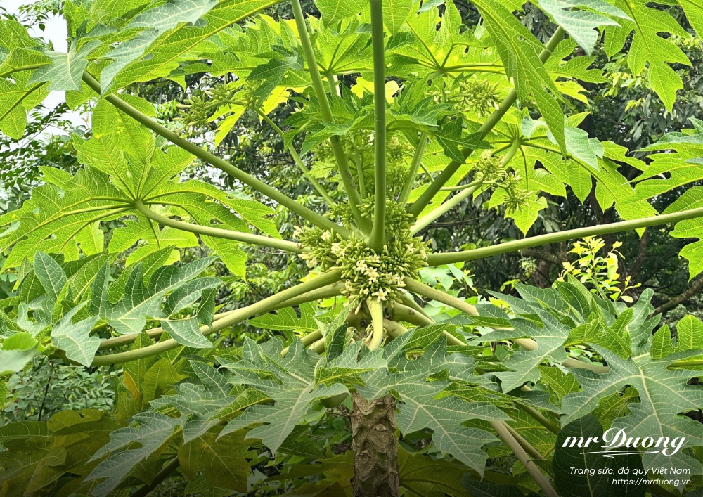 hoa-du-du-vi-thuoc-dan-gian-thuoc-dang-da-tat