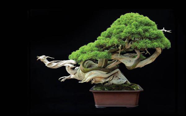 Cây bonsai hợp làm quà tặng ngày tết 2026 