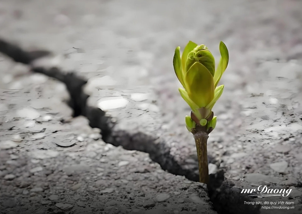 doi-ngan-dung-mo-dai-va-cho-ngu-lau