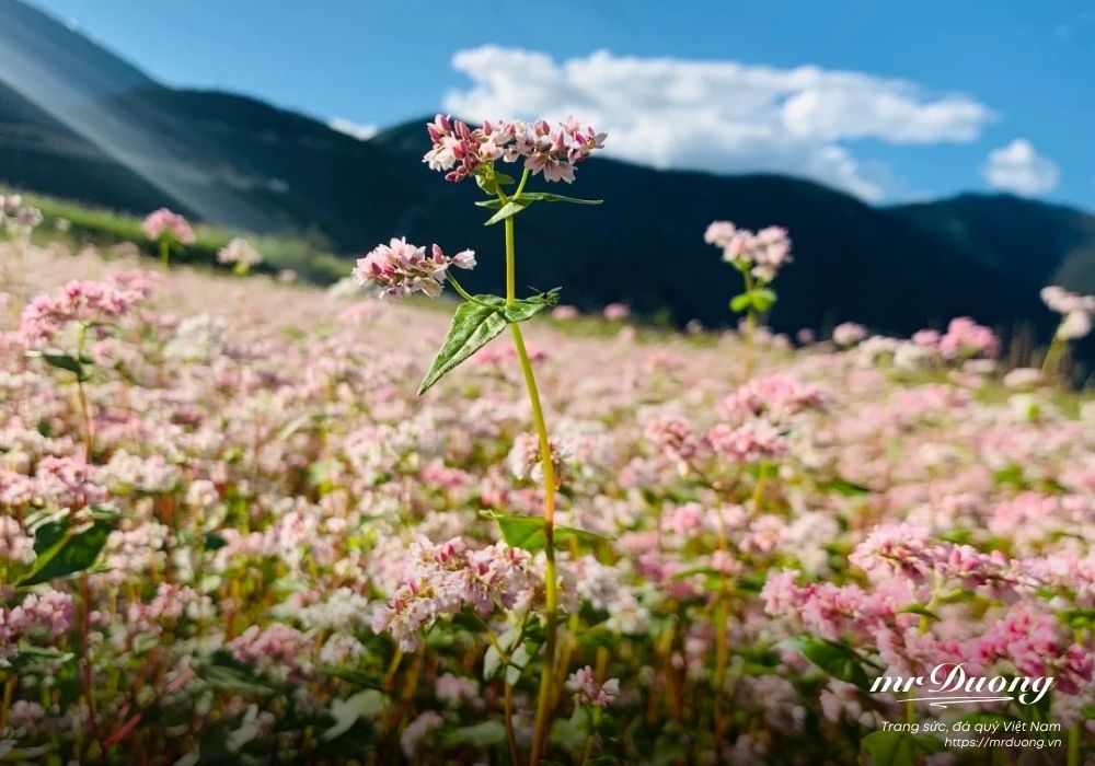 le-hoi-hoa-tam-giac-mach-le-hoi-cua-tinh-yeu-3