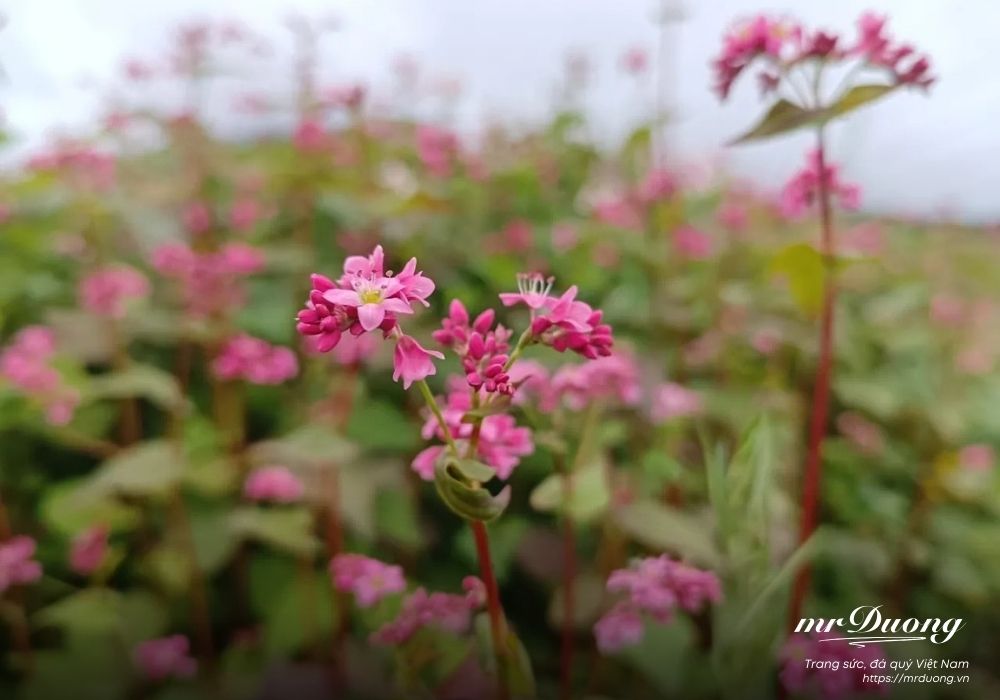 le-hoi-hoa-tam-giac-mach-le-hoi-cua-tinh-yeu-4