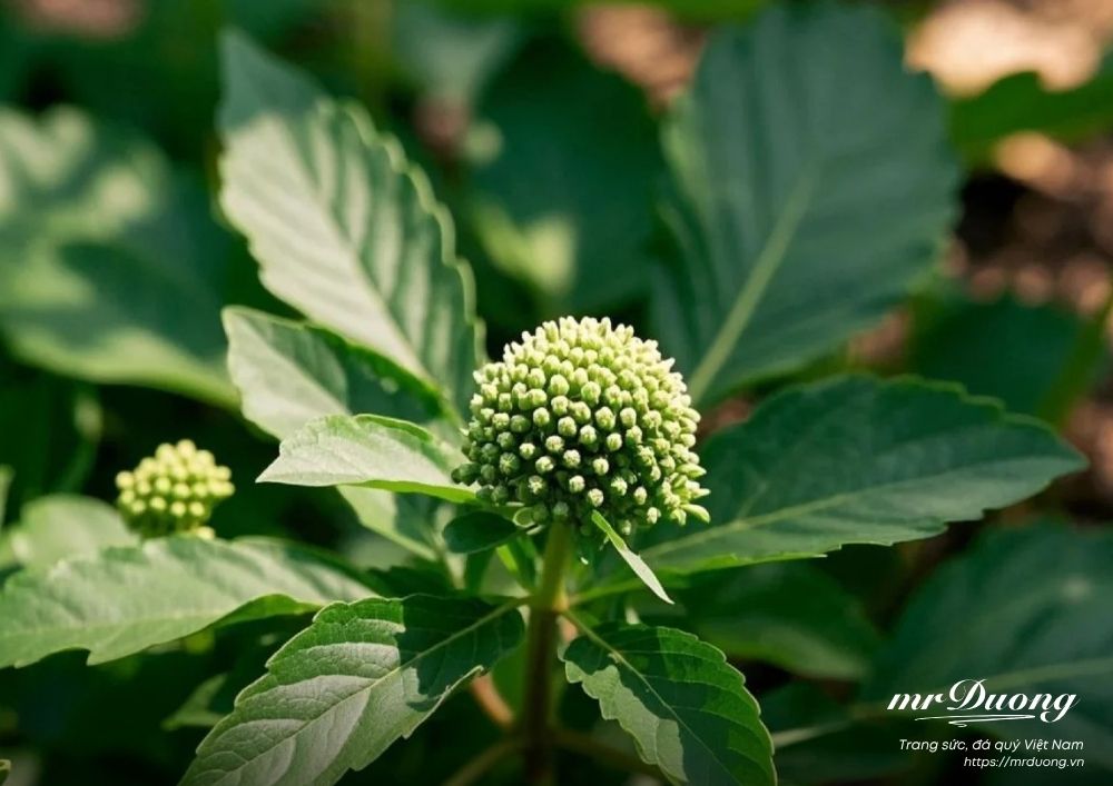 tam-that-duoc-lieu-quy-duoc-coi-nhu-mot-loai-nhan-sam-rung-tu-nhien-1