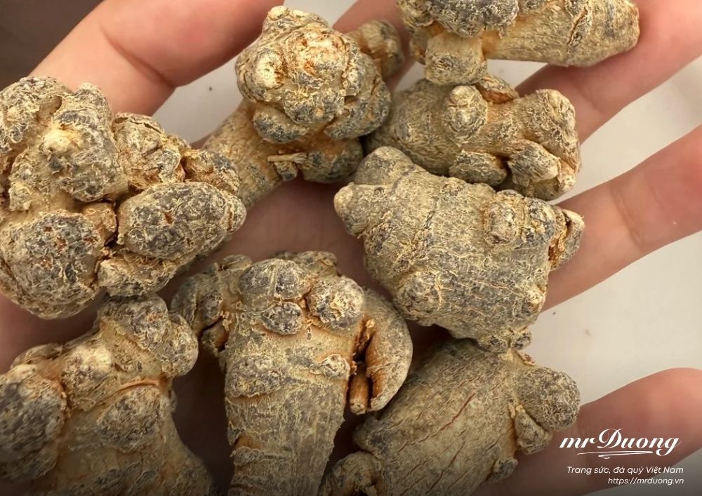 tam-that-duoc-lieu-quy-duoc-coi-nhu-mot-loai-nhan-sam-rung-tu-nhien-2