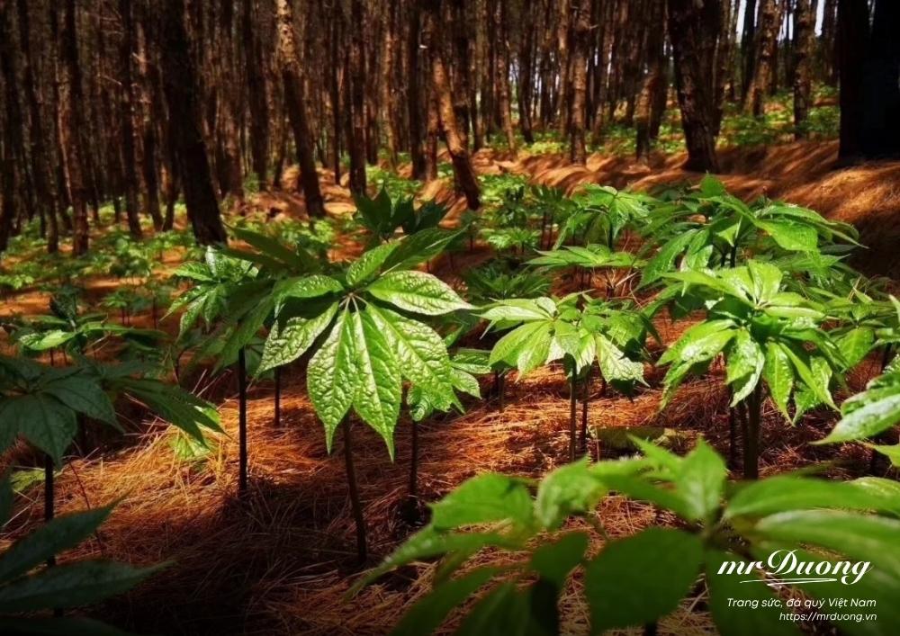 tam-that-duoc-lieu-quy-duoc-coi-nhu-mot-loai-nhan-sam-rung-tu-nhien-3