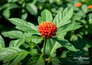 tam-that-duoc-lieu-quy-duoc-coi-nhu-mot-loai-nhan-sam-rung-tu-nhien