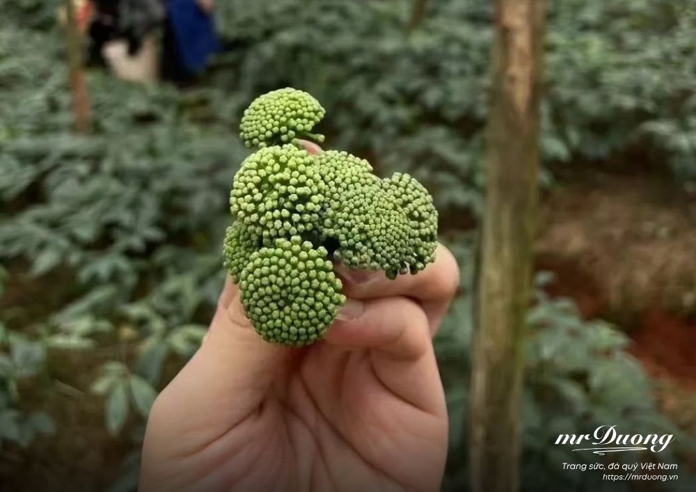 tam-that-duoc-lieu-quy-duoc-coi-nhu-mot-loai-nhan-sam-rung-tu-nhien-4