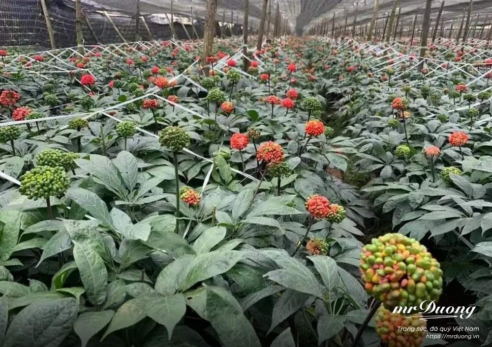 tam-that-duoc-lieu-quy-duoc-coi-nhu-mot-loai-nhan-sam-rung-tu-nhien-5