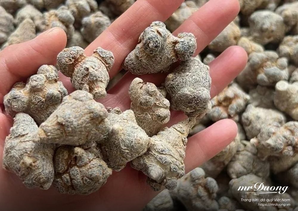 tam-that-duoc-lieu-quy-duoc-coi-nhu-mot-loai-nhan-sam-rung-tu-nhien-6