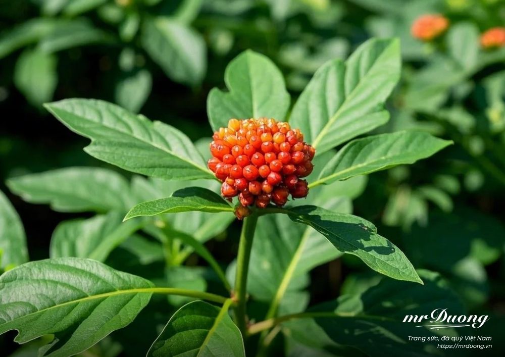 tam-that-duoc-lieu-quy-duoc-coi-nhu-mot-loai-nhan-sam-rung-tu-nhien