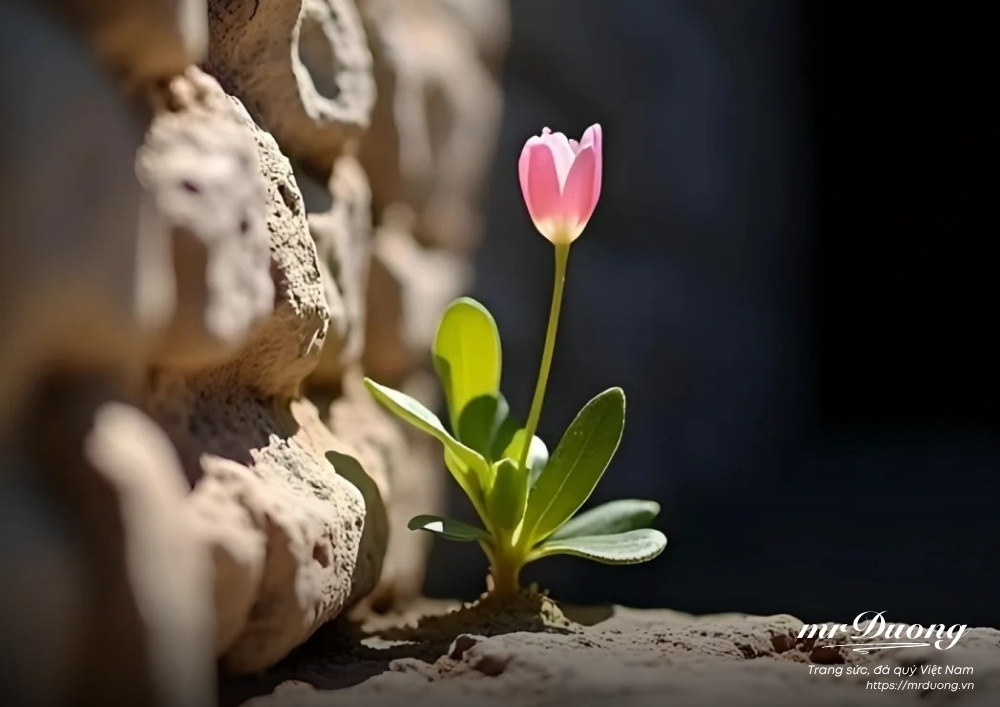 y-nghia-cua-cuoc-song-la-gi-2