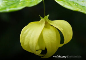 hoa-de-thom-desmos-chinensis-lour-1