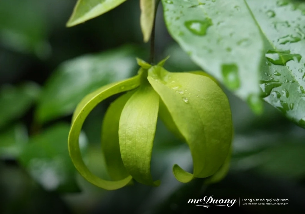 hoa-de-thom-desmos-chinensis-lour-2