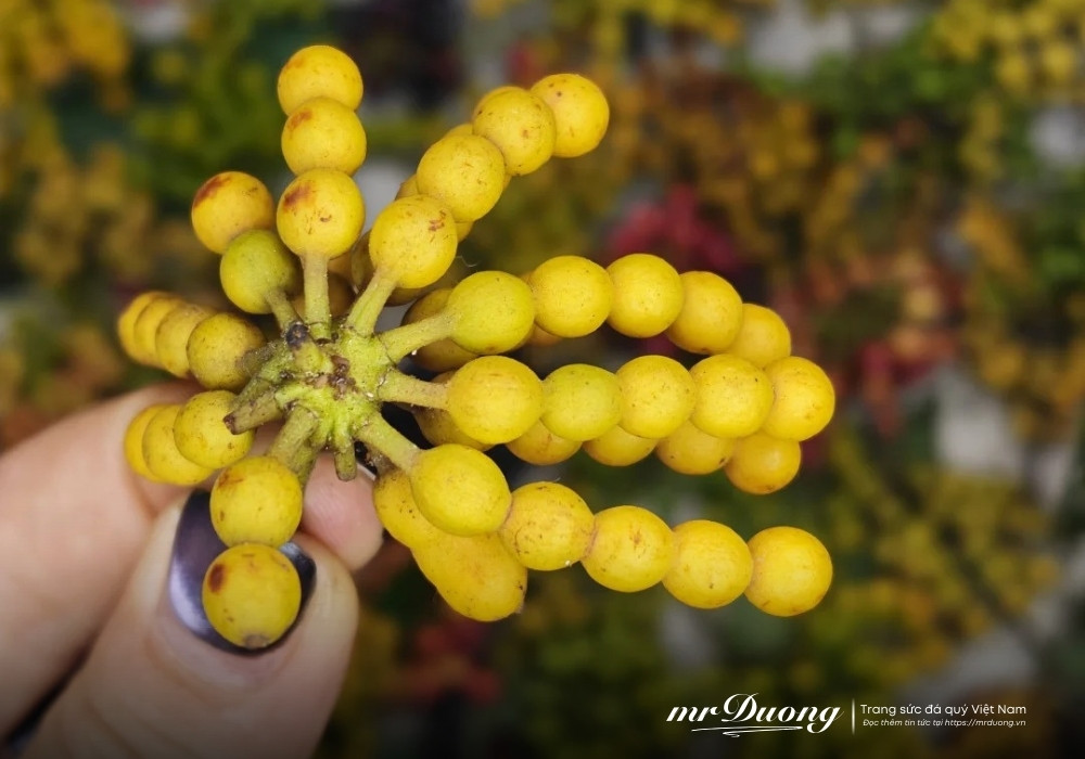 hoa-de-thom-desmos-chinensis-lour-3