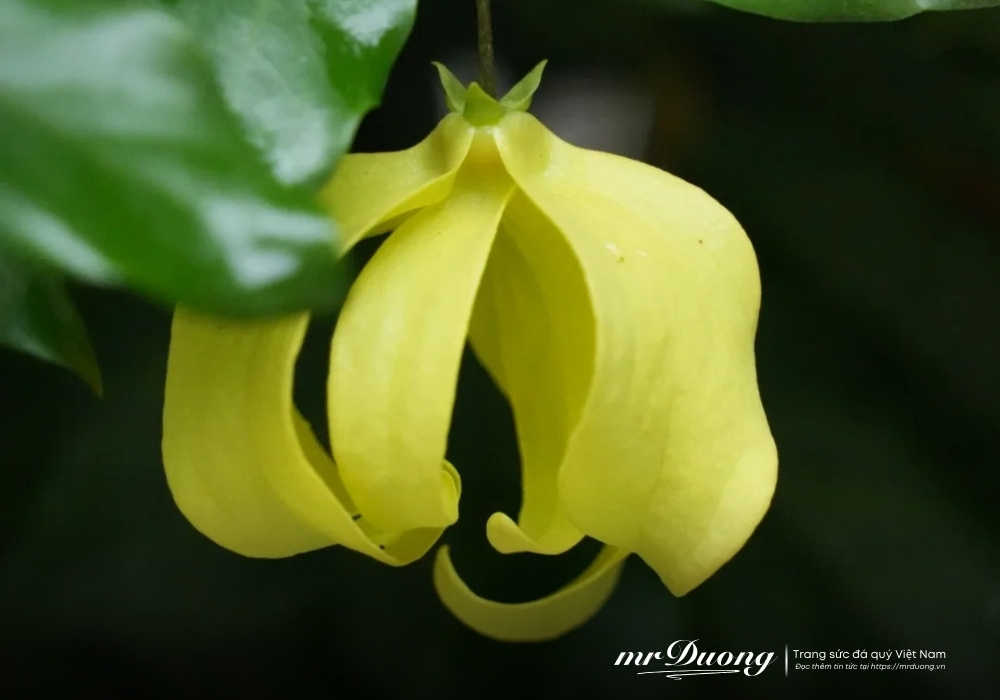 hoa-de-thom-desmos-chinensis-lour