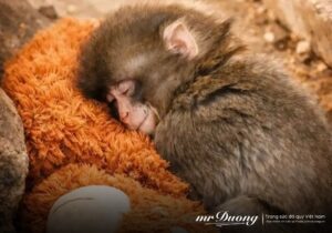 punch-chu-khi-co-don-day-cho-chung-ta-mot-bai-hoc-trong-cuoc-song-2