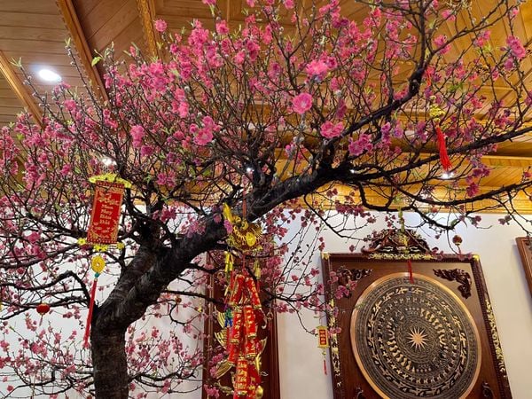 Ý nghĩa Cây mai , cây hoa đào ngày tết, bản sắc văn hóa tết việt.